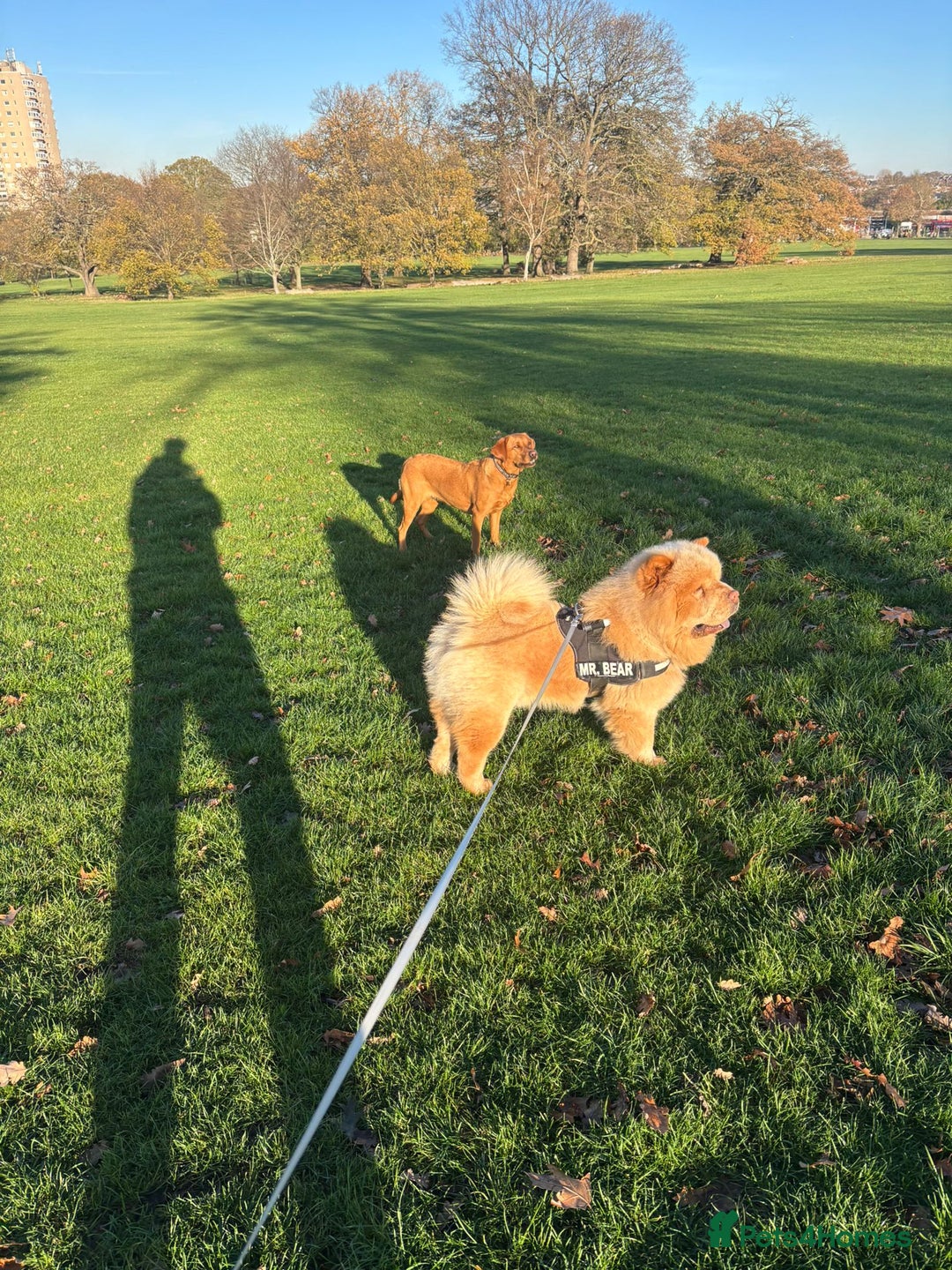 Chow Chow dogs for stud: The most lovely Chow Chow for Stud - Advert 6