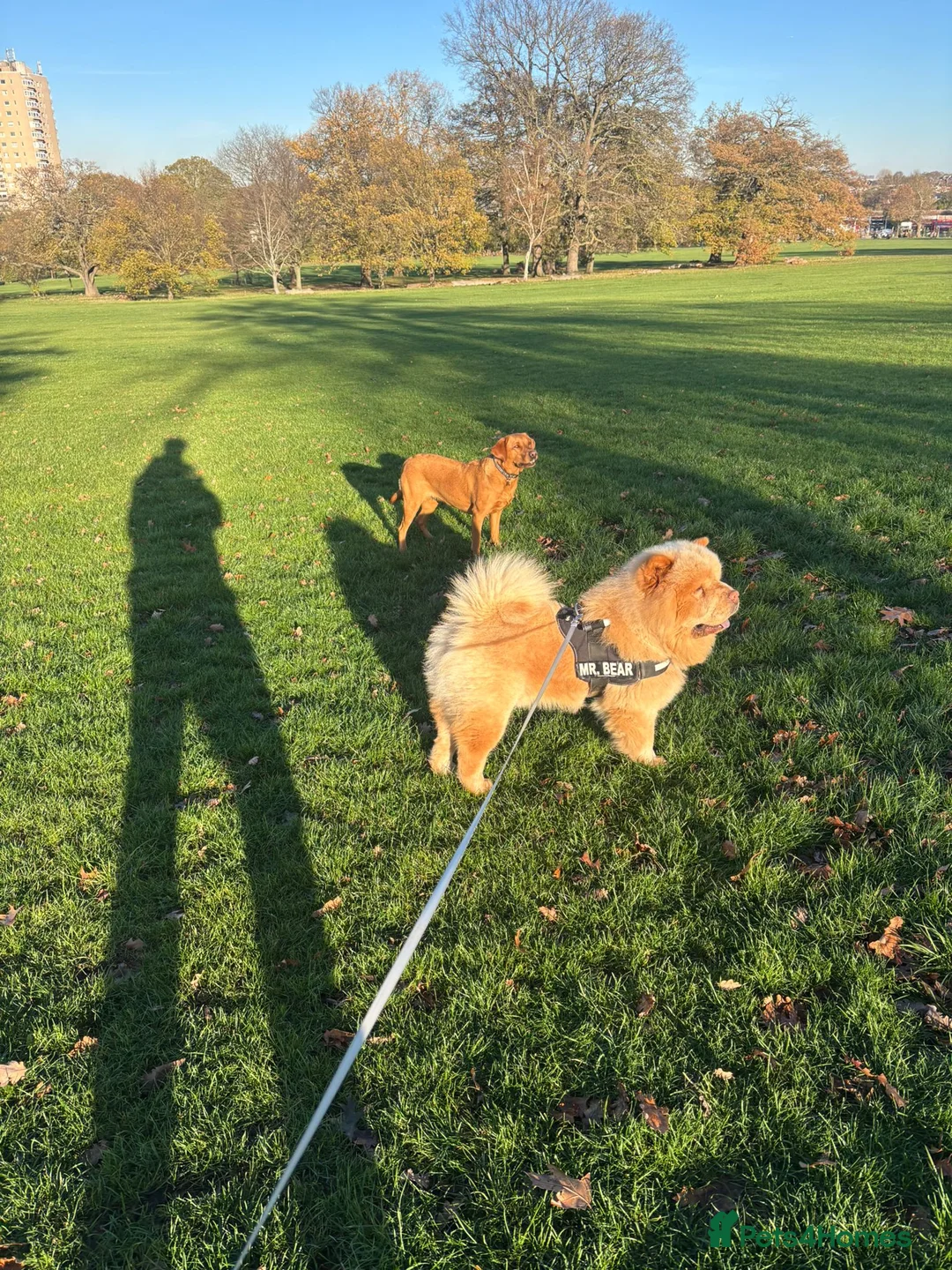 Chow Chow dogs for stud: The most lovely Chow Chow for Stud - Advert 6
