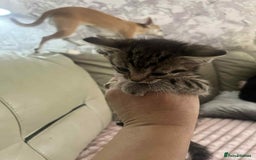 British Shorthair cats for sale: Beautiful British Shorthair Kittens - Image 9