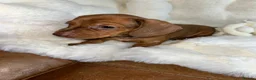 Dachshund dogs for sale: Mini daxi in Bridgend - Advert 14