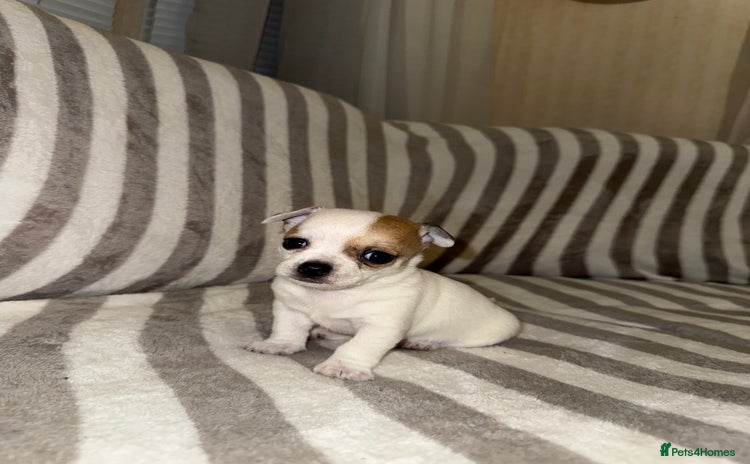 Chihuahua dogs Female Chihuahua Puppy💕 - Advert 1