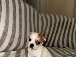 Chihuahua dogs for sale: Female Chihuahua Puppy💕 - Advert 1