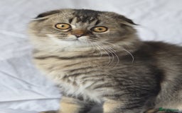 Scottish Fold cats for sale: Scottish fold kittens 3 left - Image 2