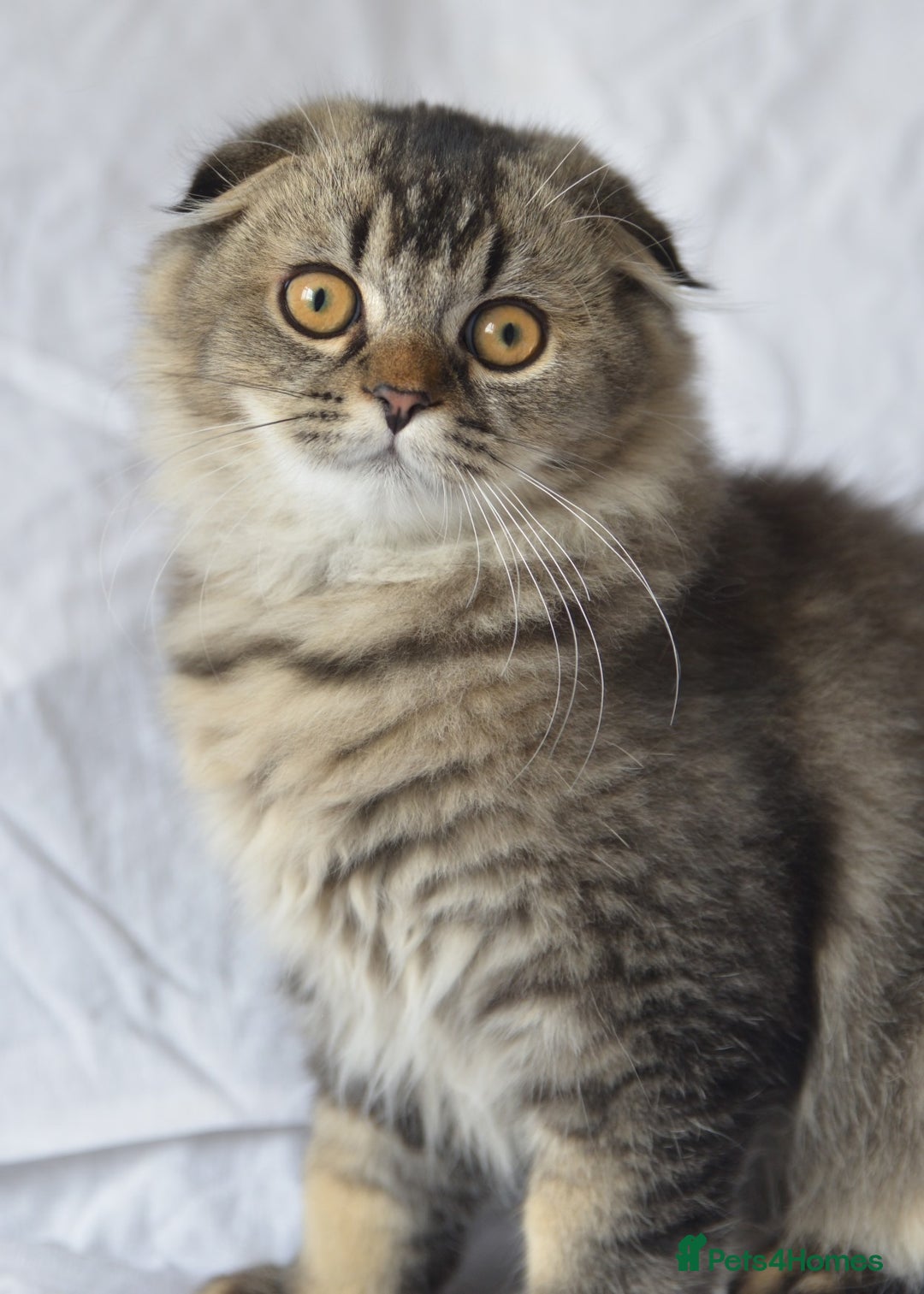 Scottish Fold cats for sale: Scottish fold kittens 3 left - Image 2