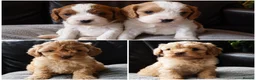 Cavapoo dogs for sale: F1b Toy cavapoo puppies Extensively health tested  - Advert 9