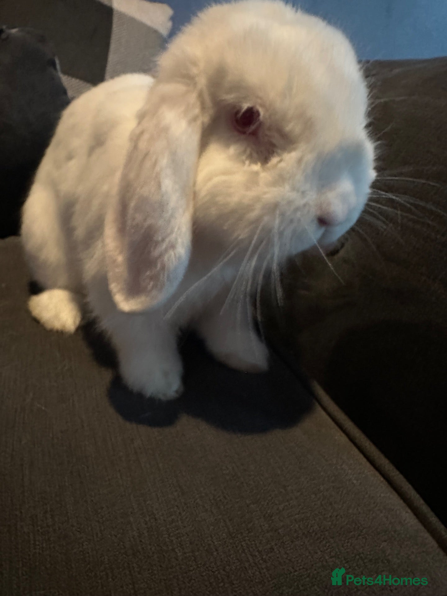 Mini Lop rabbits Mini lop rabbit  - Advert 1