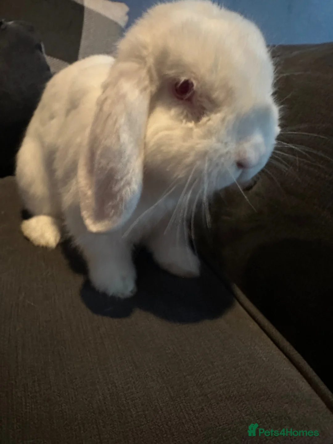 Mini Lop rabbits for sale: Mini lop rabbit  - Advert 1