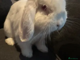 Mini Lop rabbits Mini lop rabbit - Advert 1