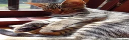 Bengal cats for sale: 🧡 Kitten Seeking One Well-Trained Human... 🐾 - Advert 10