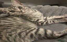 British Shorthair cats for sale: Beautiful British short hair tabby  - Image 1