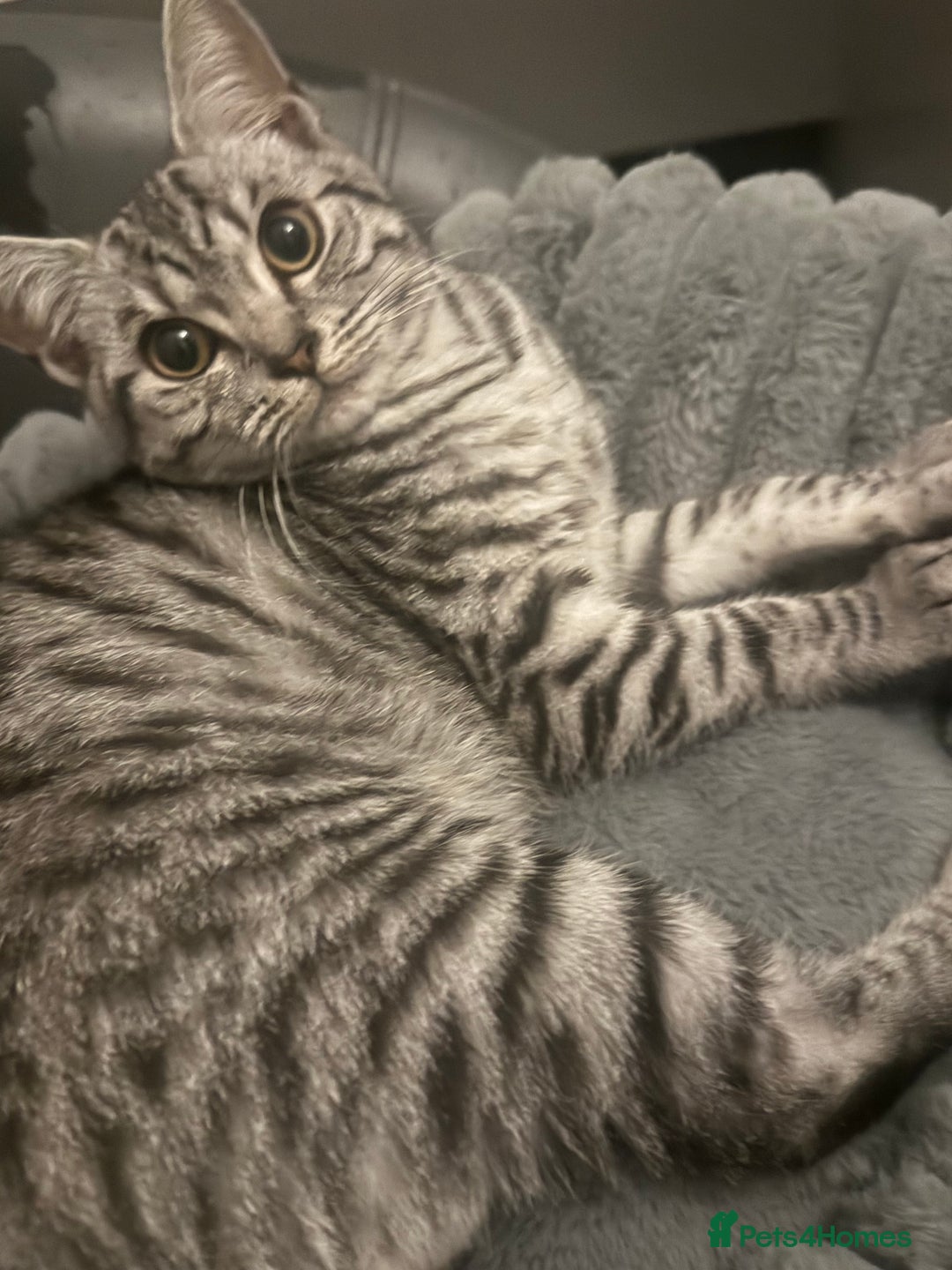 British Shorthair cats for sale: Beautiful British short hair tabby  - Image 1