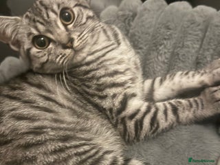 British Shorthair cats - Advert 1