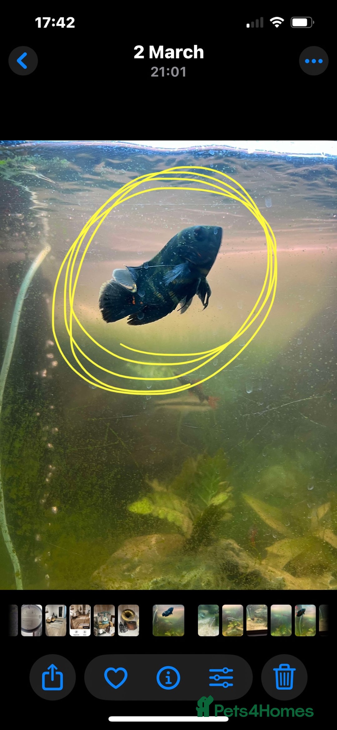 Other/Mixed Breed fish for sale: 3 fish and large tank  - Image 3