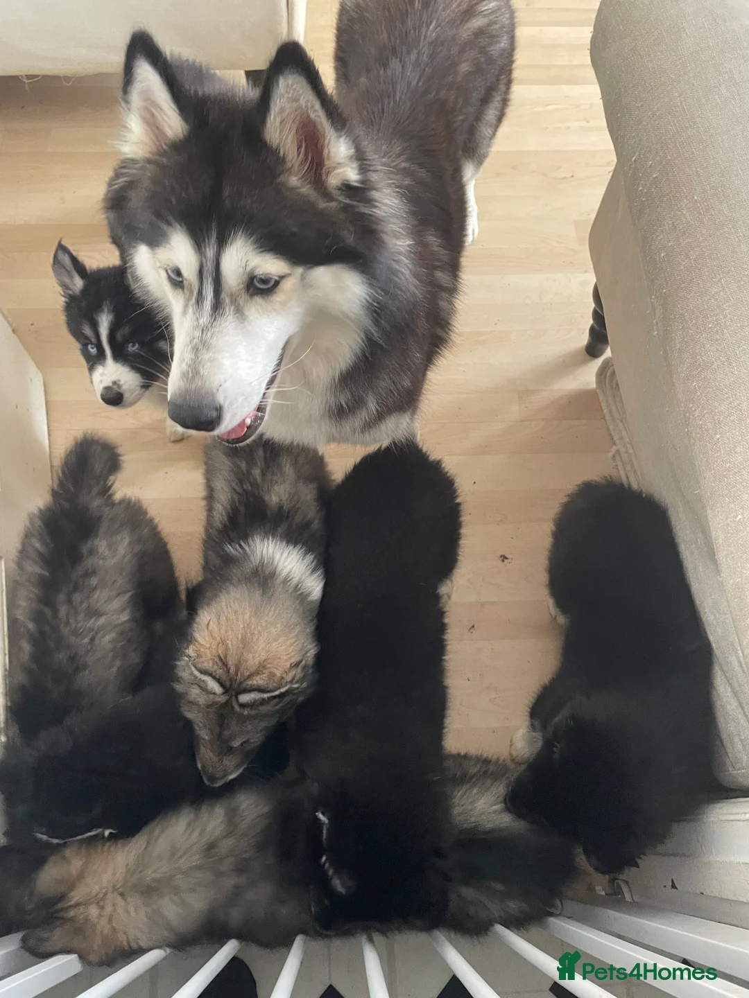 Siberian Husky dogs for sale: Lovely Siberian husky puppies - Advert 10