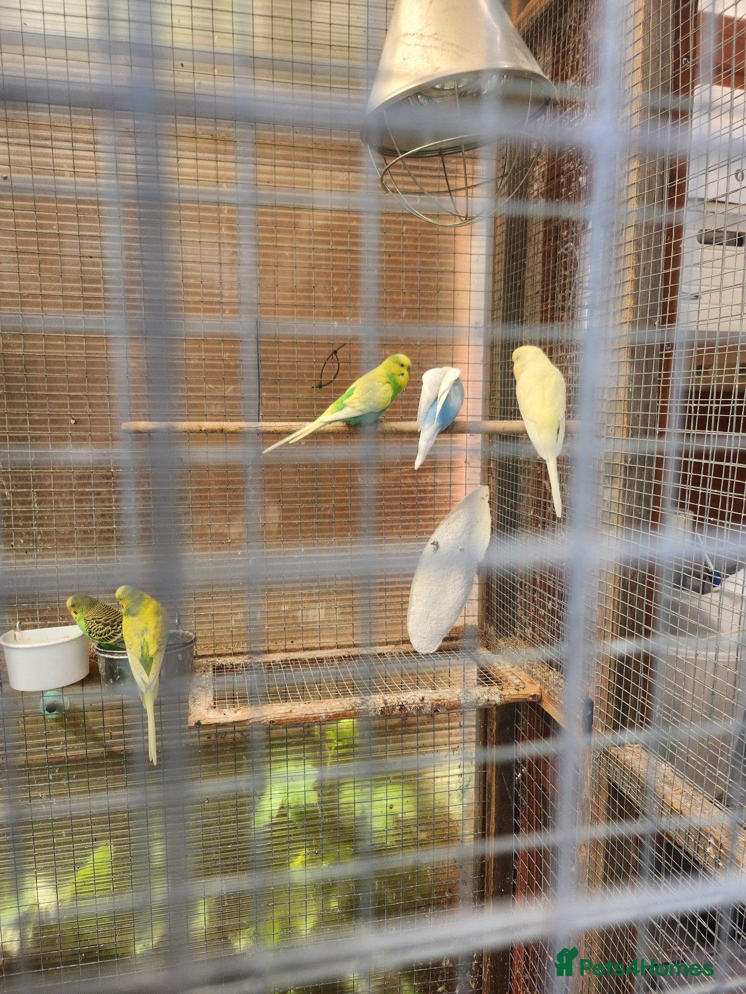 Budgerigars birds for sale: Budgie babies + breeding pairs in Swindon - Advert 4