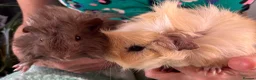 Guinea Pig rodents for sale: Beautiful, healthy, friendly brother guinea pigs - Advert 1