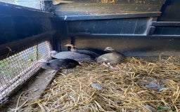 Guinea Fowl poultry for sale: Guinea fowl  - Image 2