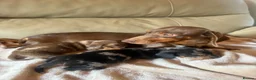 Miniature Dachshund dogs for sale: KC miniature dachshunds  - Advert 7