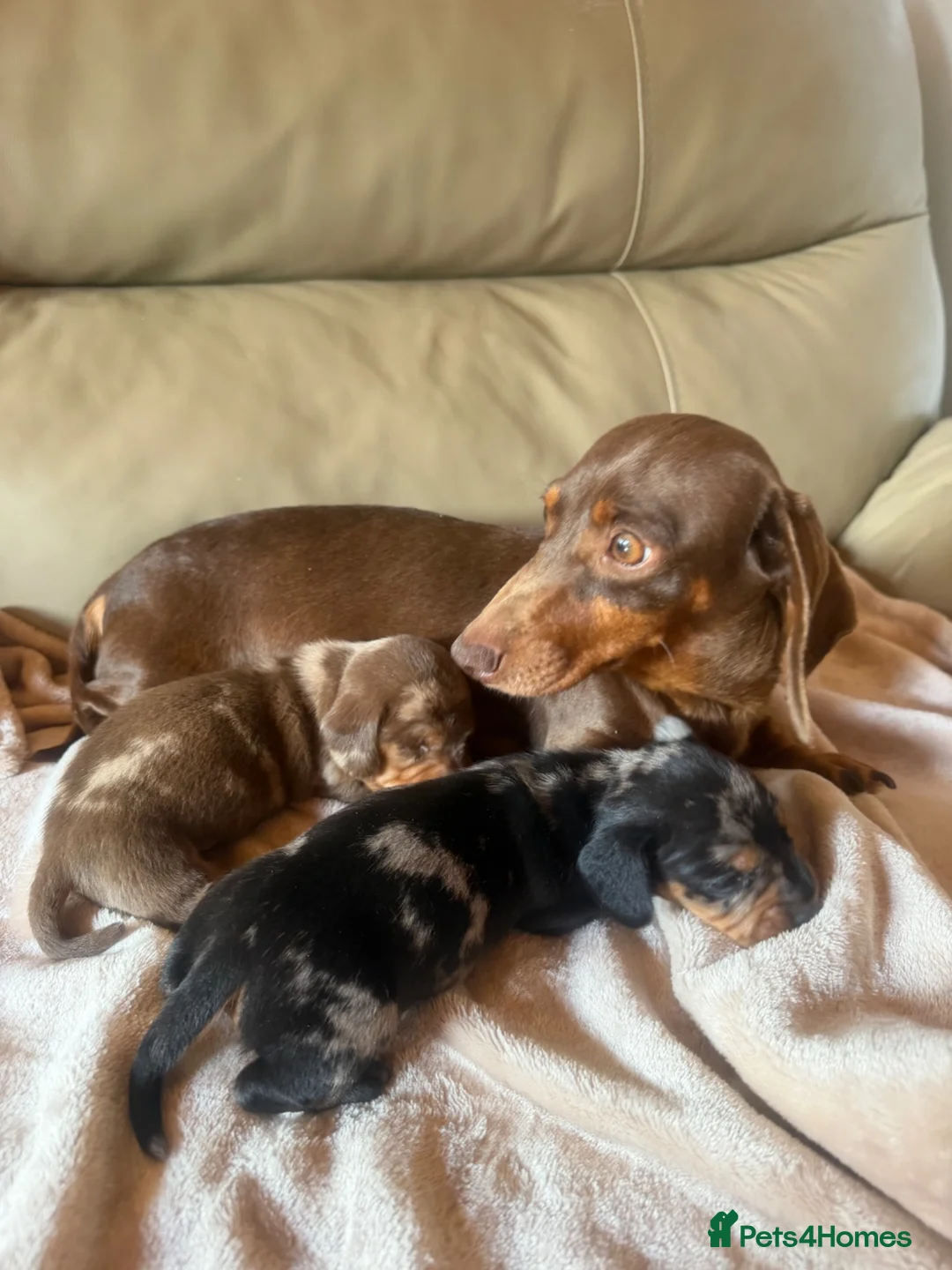 Miniature Dachshund dogs for sale: KC miniature dachshunds  - Advert 7