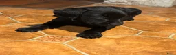 Labrador Retriever dogs for sale: *Stunning Labrador puppies* - Advert 11