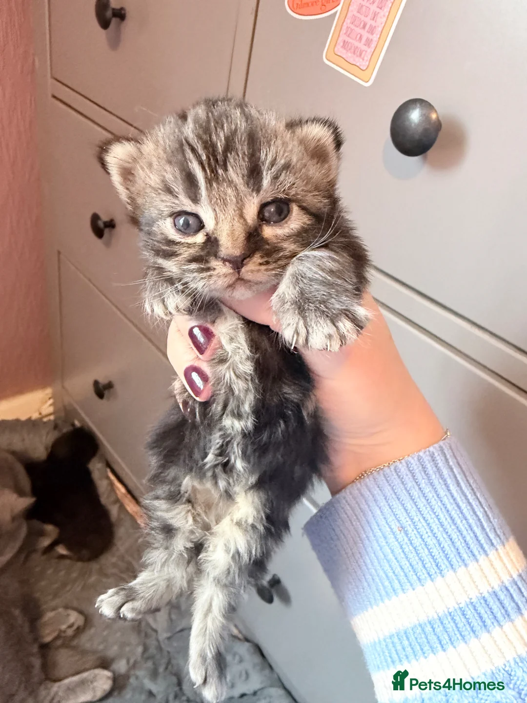 Mixed Breed cats for sale: Gorgeous British shorthair and Persian kittens - Advert 7
