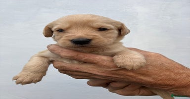 Labradoodle dogs - Advert 6