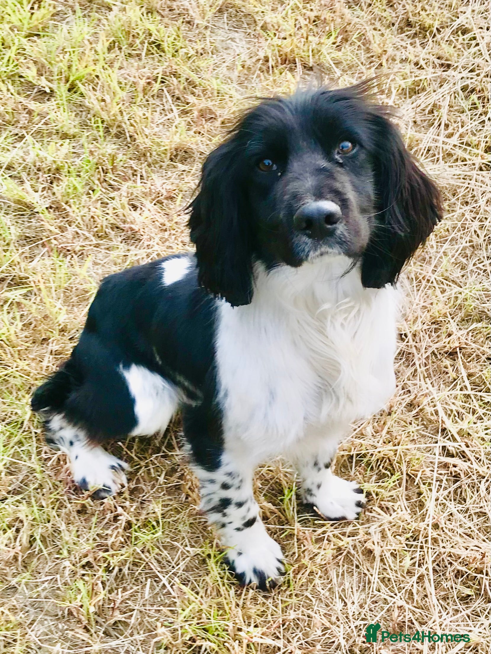 English Springer Spaniel dogs HEALTH TESTED FTCH bred springer for stud - Advert 4