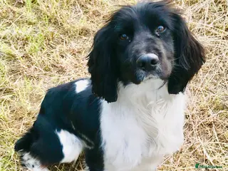 English Springer Spaniel dogs HEALTH TESTED FTCH bred springer for stud - Advert 4