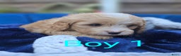 Cavapoo dogs for sale: Health Tested Quality F1 Cavapoo Puppies.  - Advert 8