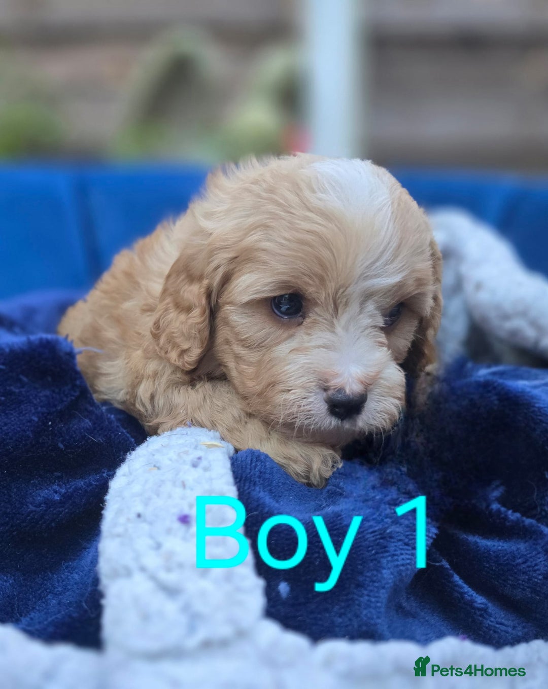 Cavapoo dogs for sale: Health Tested Quality F1 Cavapoo Puppies.  - Advert 8