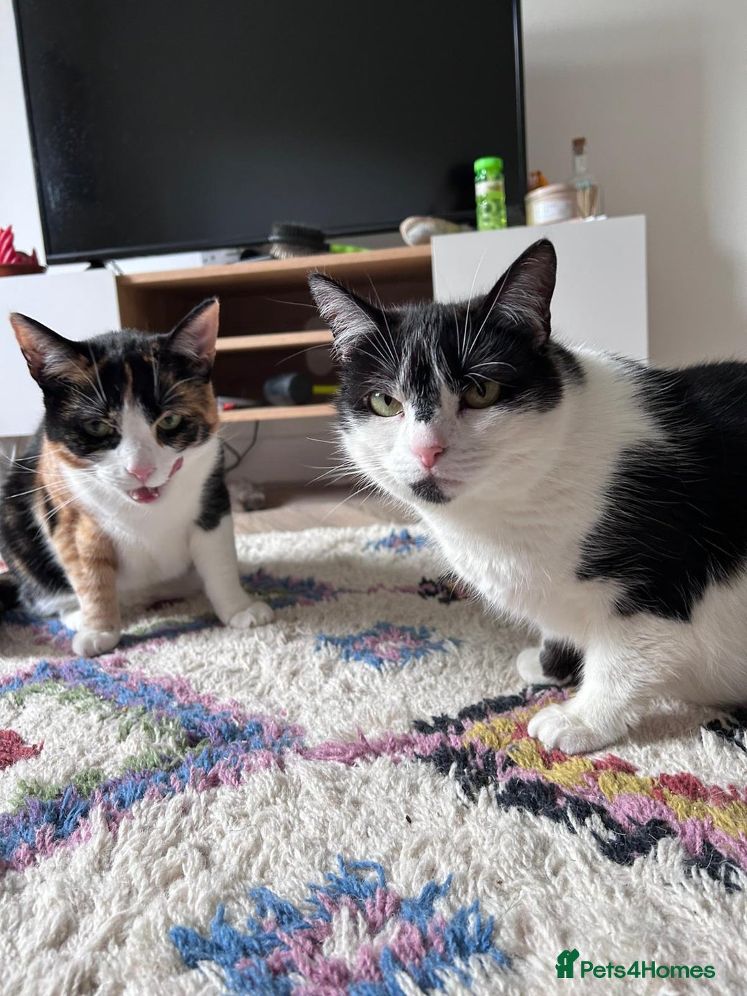 Domestic Shorthair cats for sale: Sister cats to be rehomed together! Friendly girls - Image 7