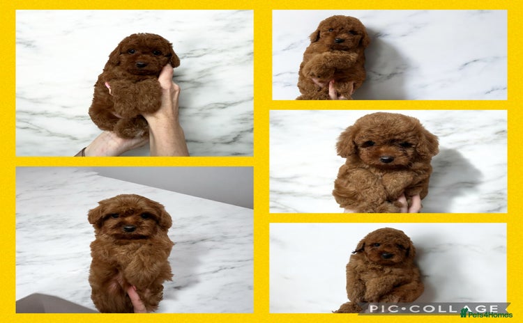 Cavapoo dogs - Advert 1