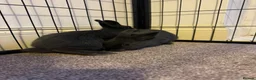 Netherland Dwarf rabbits for sale: 3 Netherland Dwarf babies.  in Droitwich - Advert 9