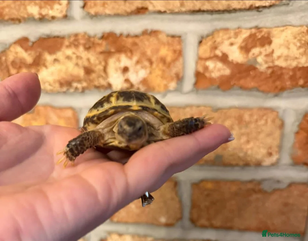 Tortoise reptiles for sale: 2 horseflied tortoises  - Advert 2