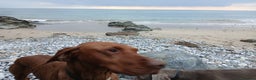 Hungarian Vizsla dogs for sale: Lovely Vizsla looking for loving home - Advert 5