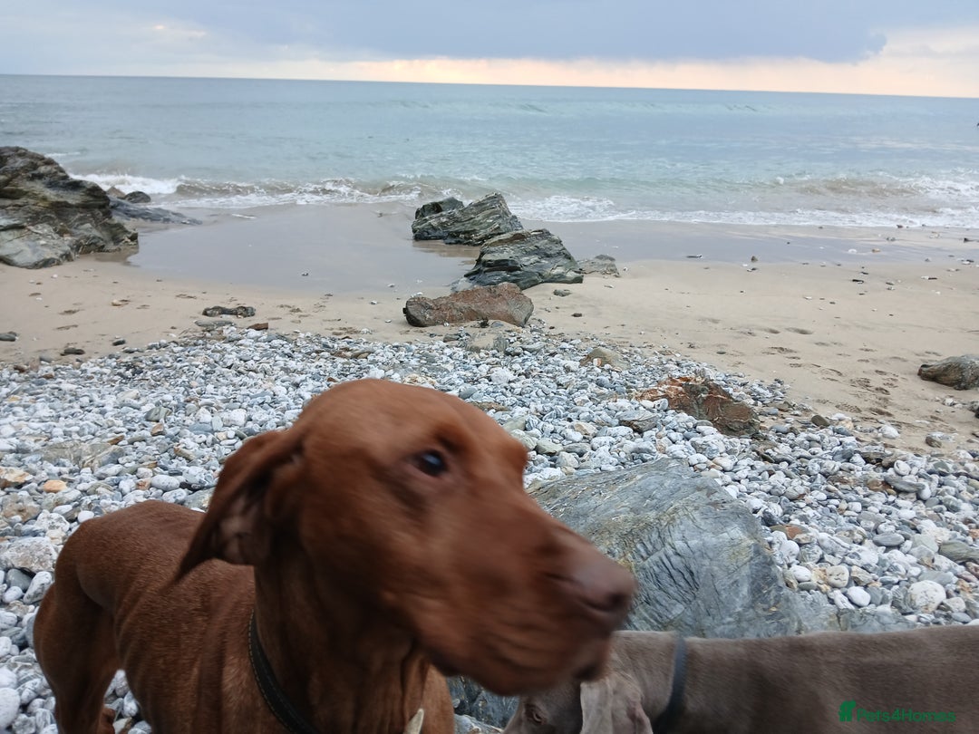 Hungarian Vizsla dogs for sale: Lovely Vizsla looking for loving home - Advert 5