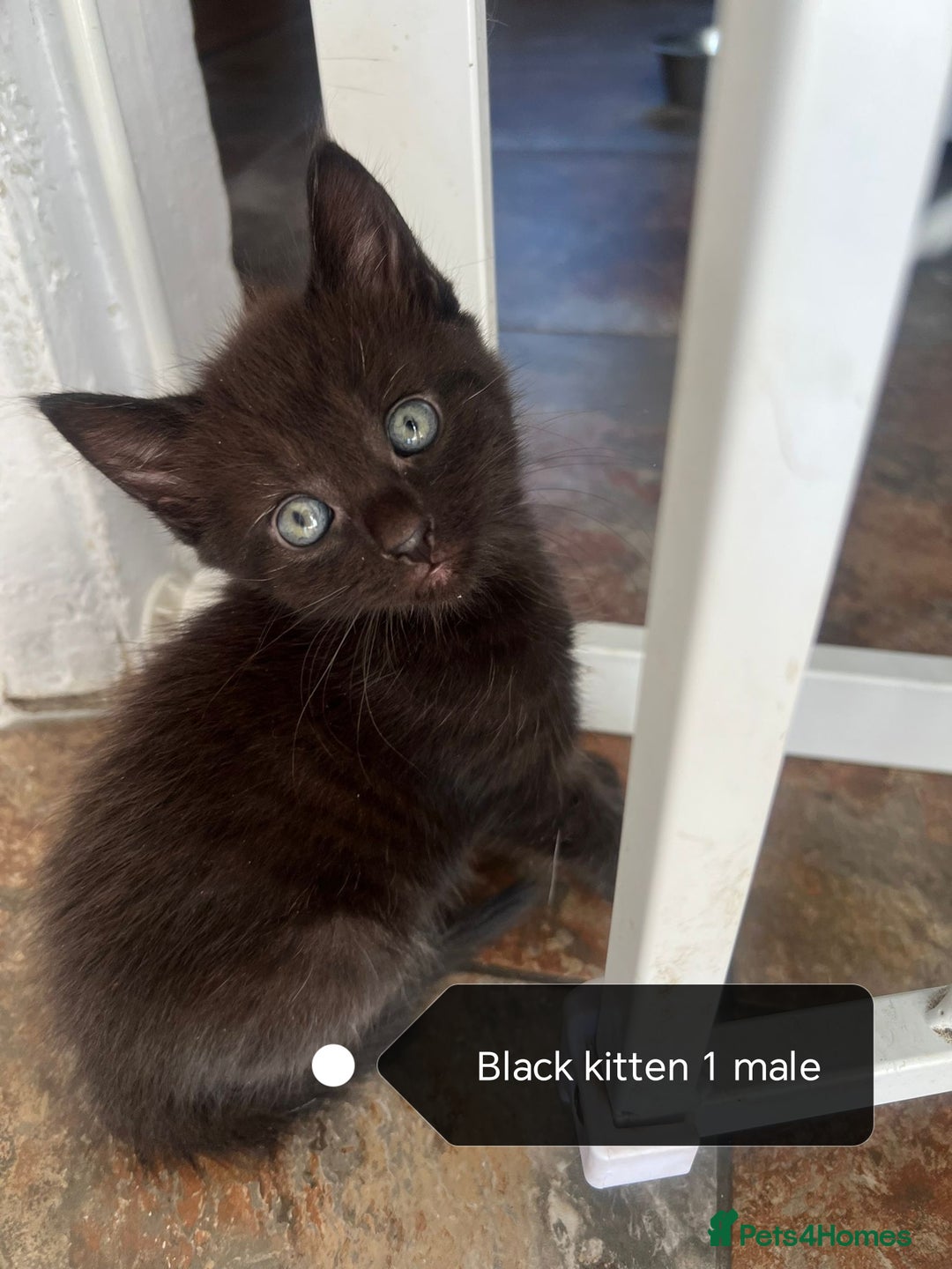 Mixed Breed cats for sale: White / Odd eye / black  Russian mix kittens /  - Image 24