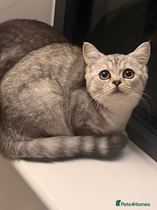British Shorthair cats Beautiful silver shaded british shorthair girl - Advert 1