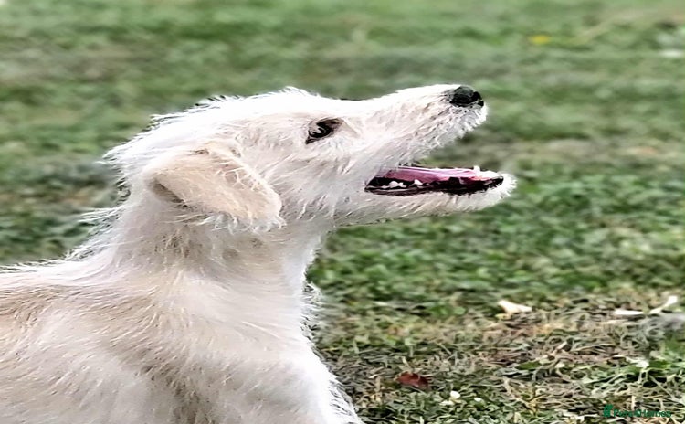 Mixed Breed dogs in Boston - Advert 1