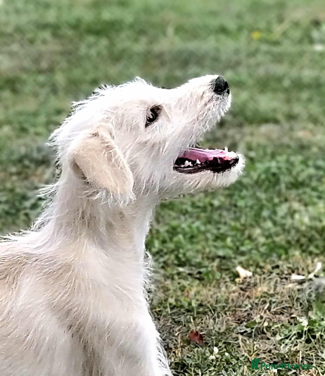 Mixed Breed dogs for sale: German Shepherd x Standard Poodle *Health tested* in Boston - Image 1