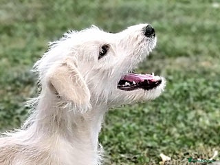 Mixed Breed dogs in Boston - Advert 31