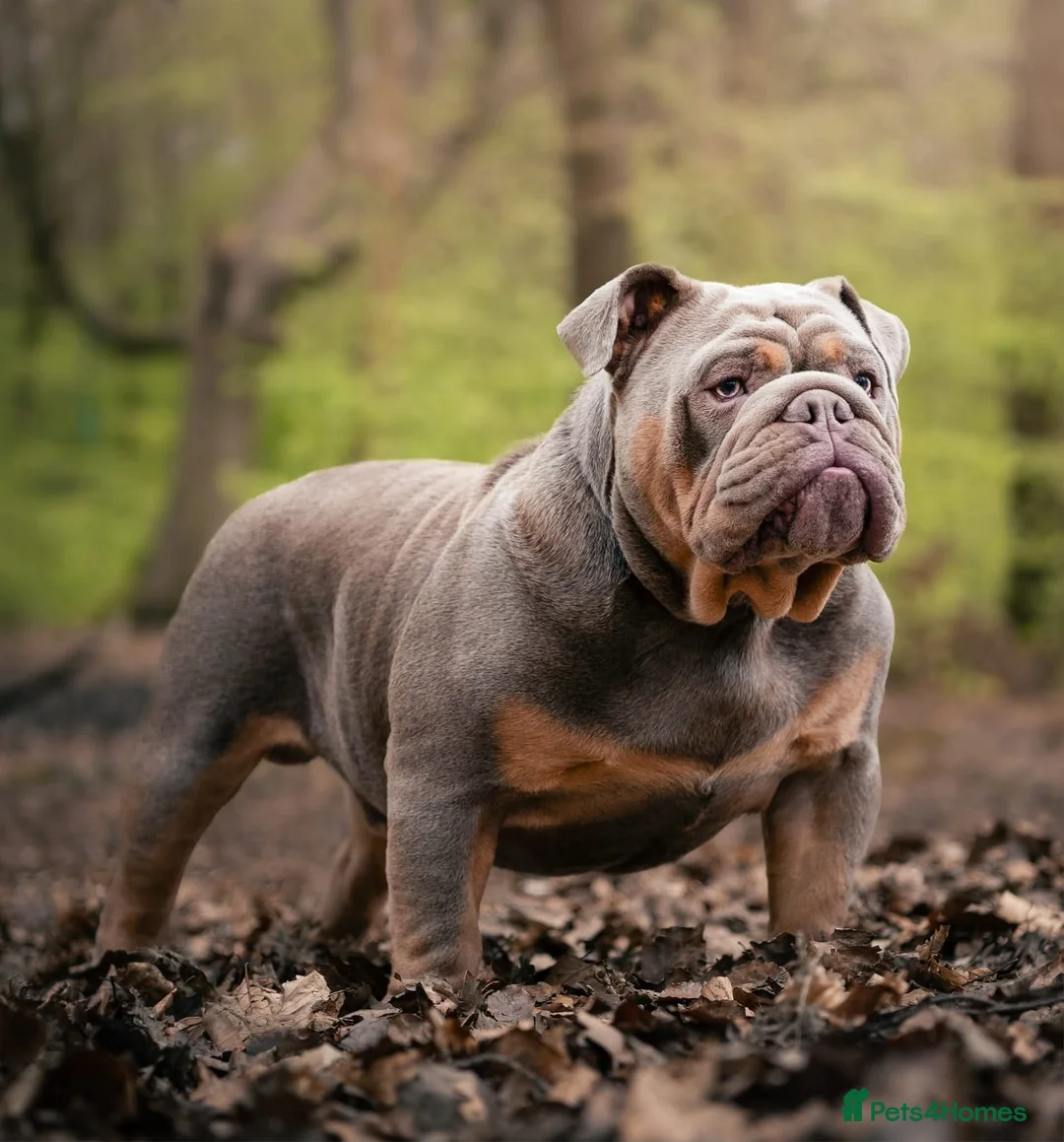 English Bulldog dogs for stud: Charlie for stud lilac and tan fullsuit - Advert 1