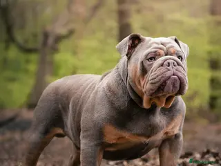 English Bulldog dogs Charlie for stud lilac and tan fullsuit - Advert 13