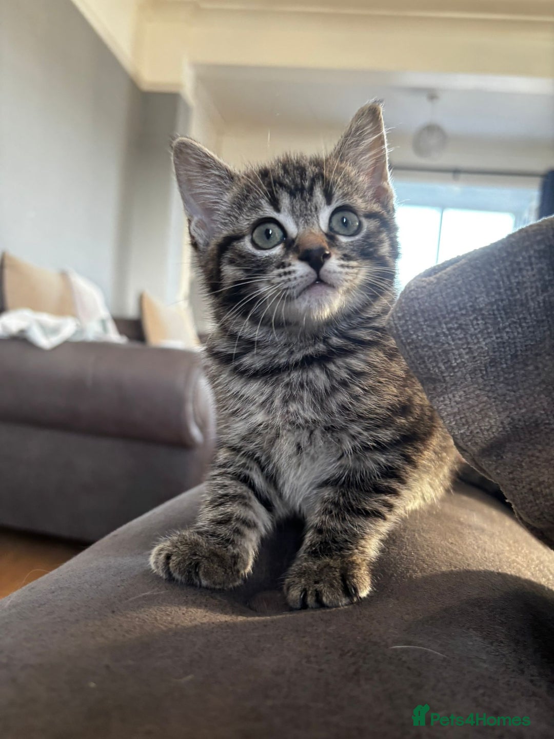 Mixed Breed cats for sale: 2 girls and 2 boys  - Advert 13