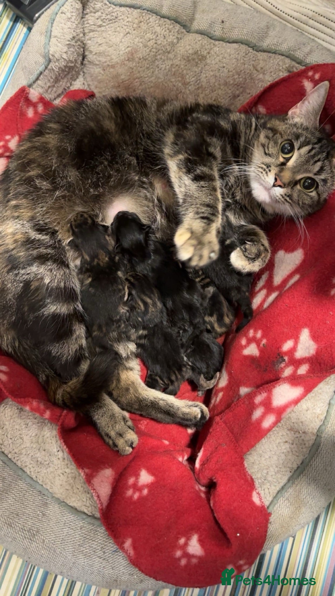 Mixed Breed cats 6 Beautiful tabby kittens  - Advert 11