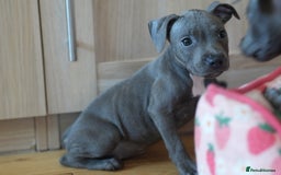 Staffordshire Bull Terrier dogs for sale: 🧸 Adorable Staffy puppies 🧸 - Image 21
