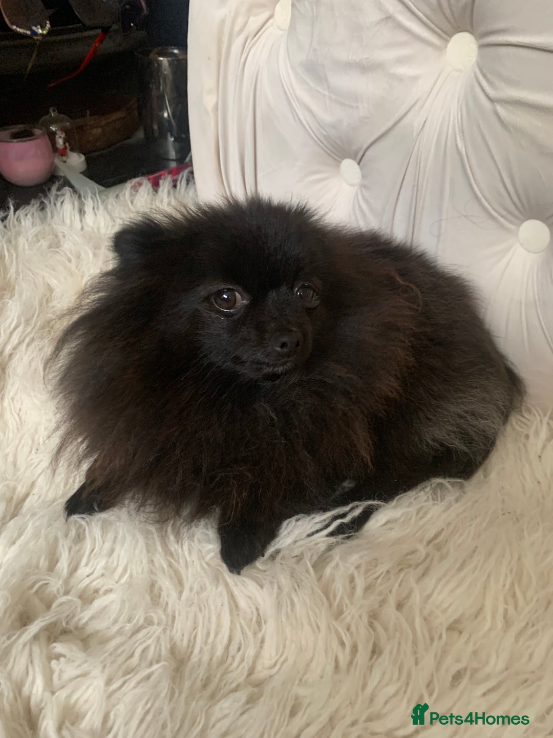 Pomeranian dogs for sale: Beautiful Tiny Pomeranian Girl  - Image 2