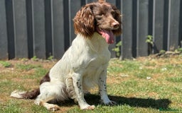 English Springer Spaniel dogs for stud: CHAMPIONSHIP WINNER 2025,ROSEBAY BLUE,HEALTHTESTED in Bristol - Image 9