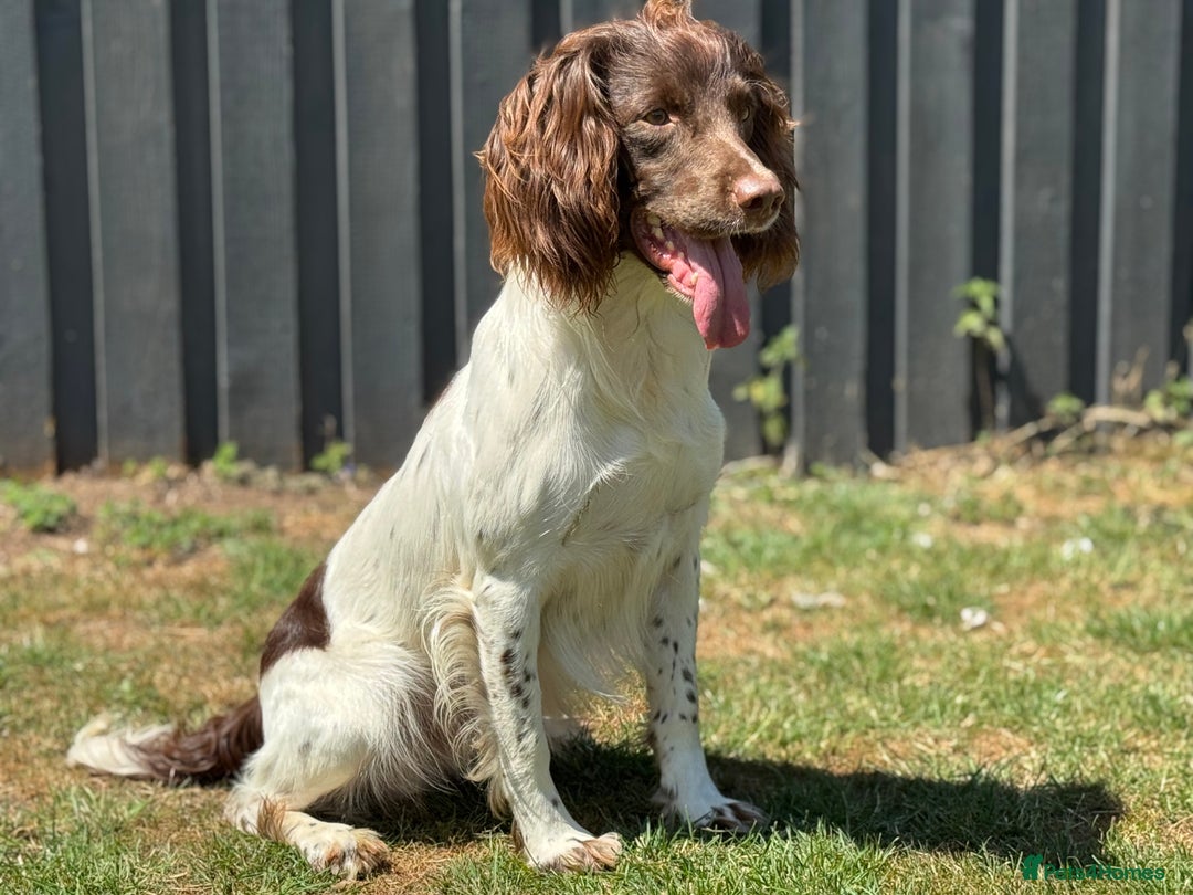 English Springer Spaniel dogs for stud: CHAMPIONSHIP WINNER 2025,ROSEBAY BLUE,HEALTHTESTED in Bristol - Image 9