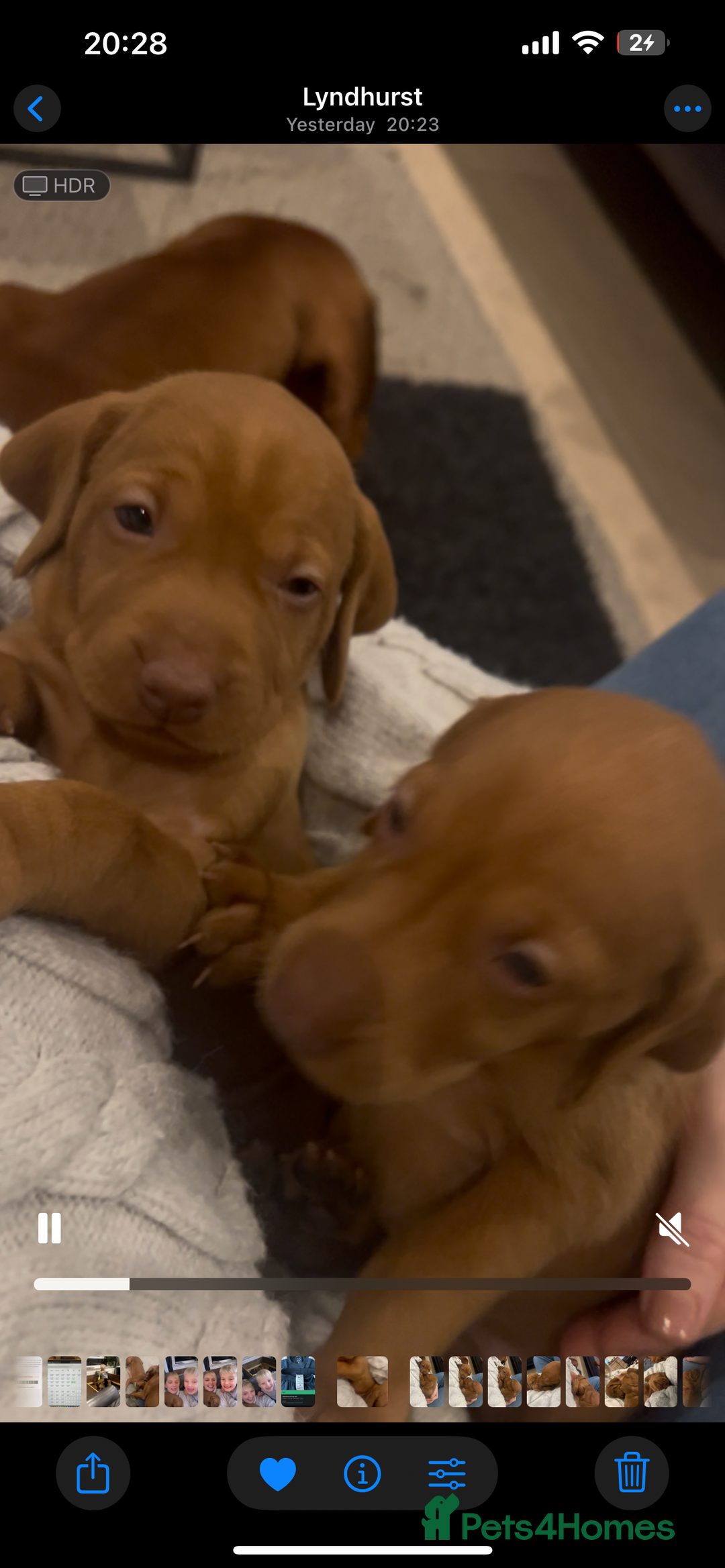 Hungarian Vizsla dogs for sale: Hookside x Skyrocket - Advert 4